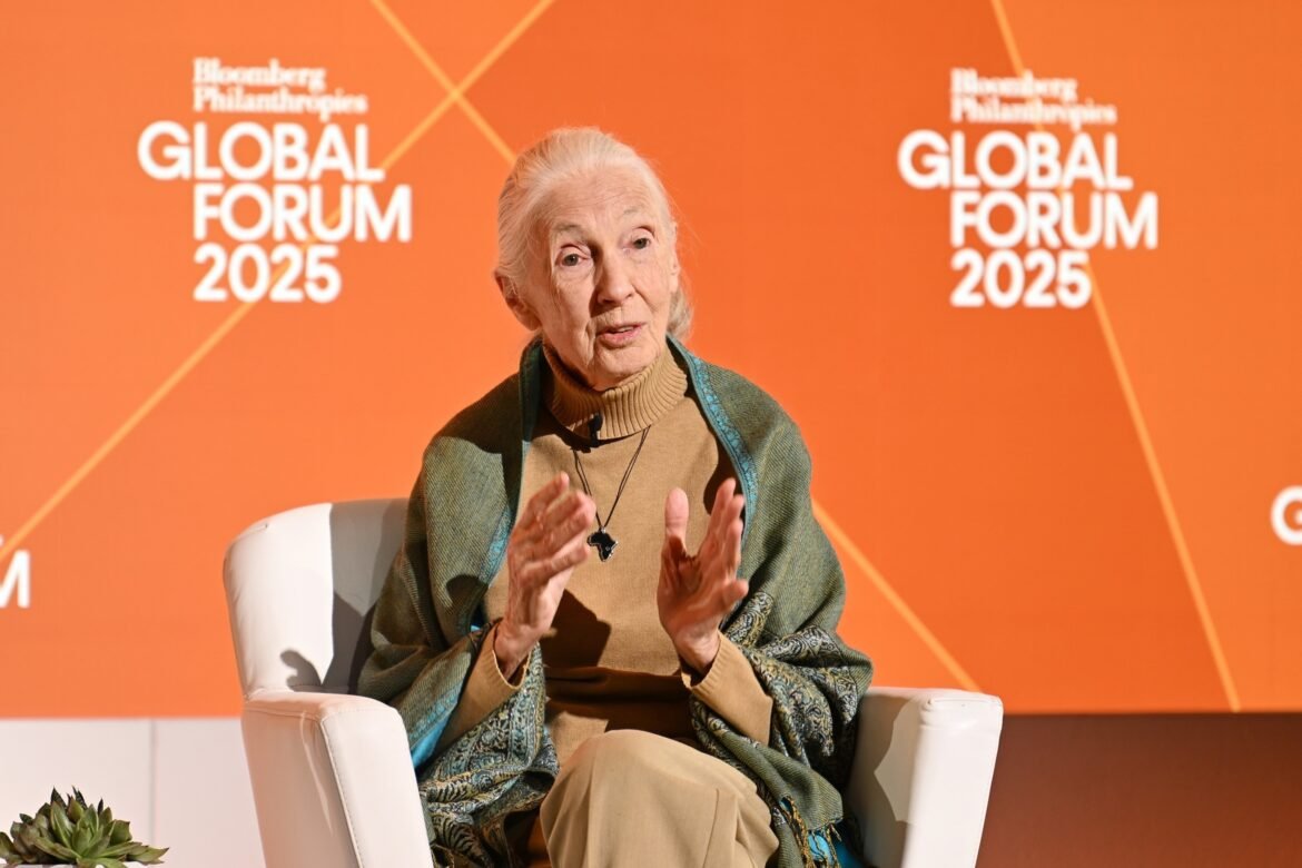 Jane Goodall, famous primatologist and conservationist, dies at 91
